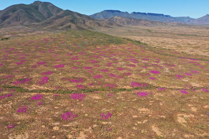 o	Aerial views of Namaqualand mounds covered by spring flowers