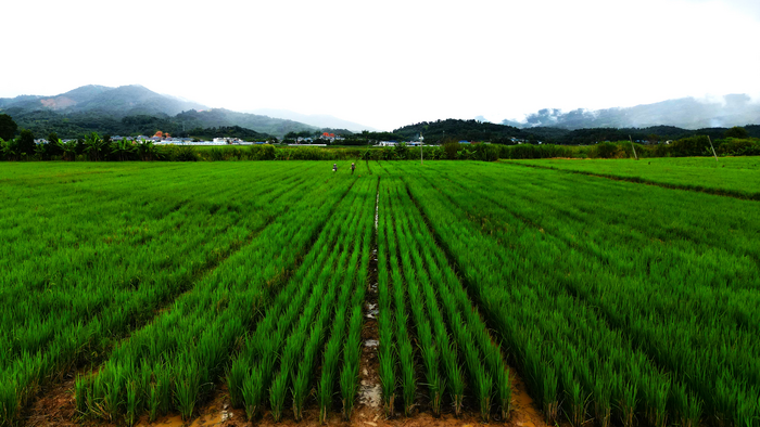 Perennial rice variety PR25 growing in Menghai, Yunnan, China