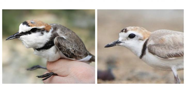 Comparison of Kentish and White-faced Plover