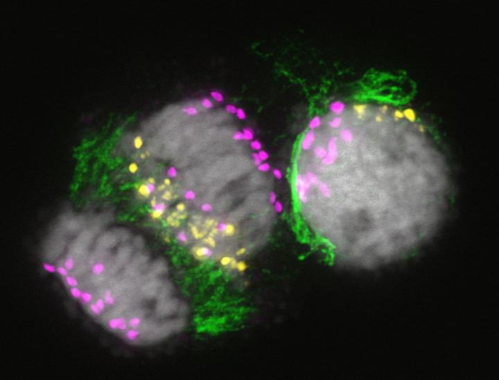 B chromosomes undergoing elimination