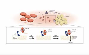 Schematic representation of the interaction between Staphylococcus aureus and human host for the bacterial acquisition of iron.