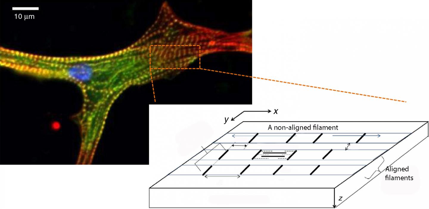Heart Muscle Cell