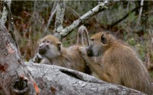 Kinda baboon grooming