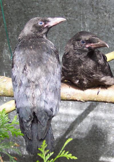 A Tale of Two Crow Genomes (13 of 15) | EurekAlert!