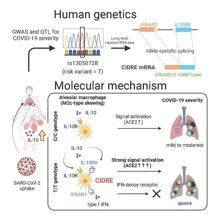 Graphical overview of COVID-19 severity mechanism via alveolar macrophage