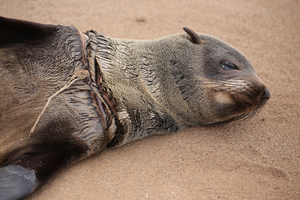 Fishing lines cause horrific injuries to Cape fur seals