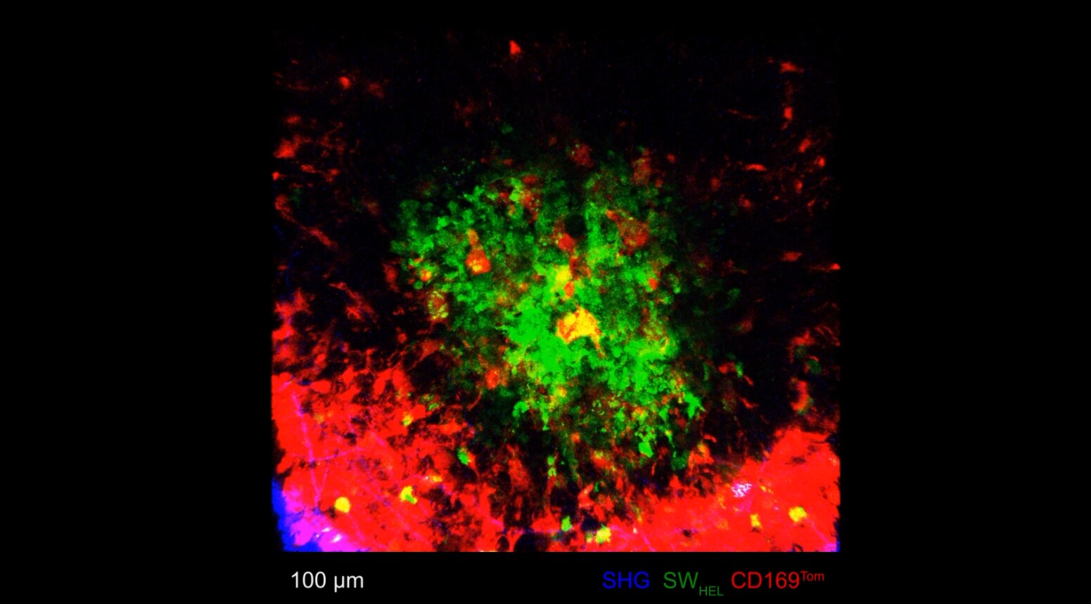 2-Photon microscope image of the germinal centre inside a lymph node, showing B cells (green) moving around and tingible body macrophages (red) evenly dispersed to grab the dead and dying cells