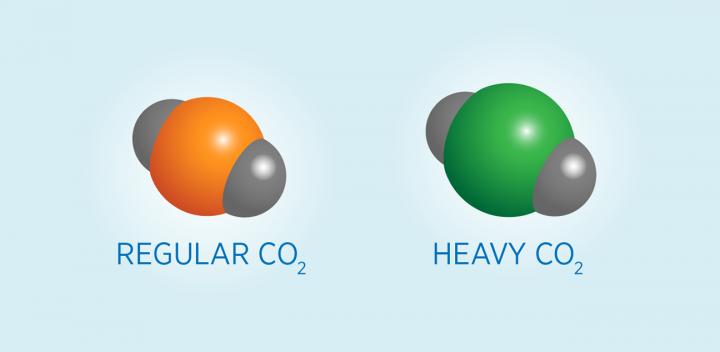 Carbon Atoms Occur in Heavy and Light Forms