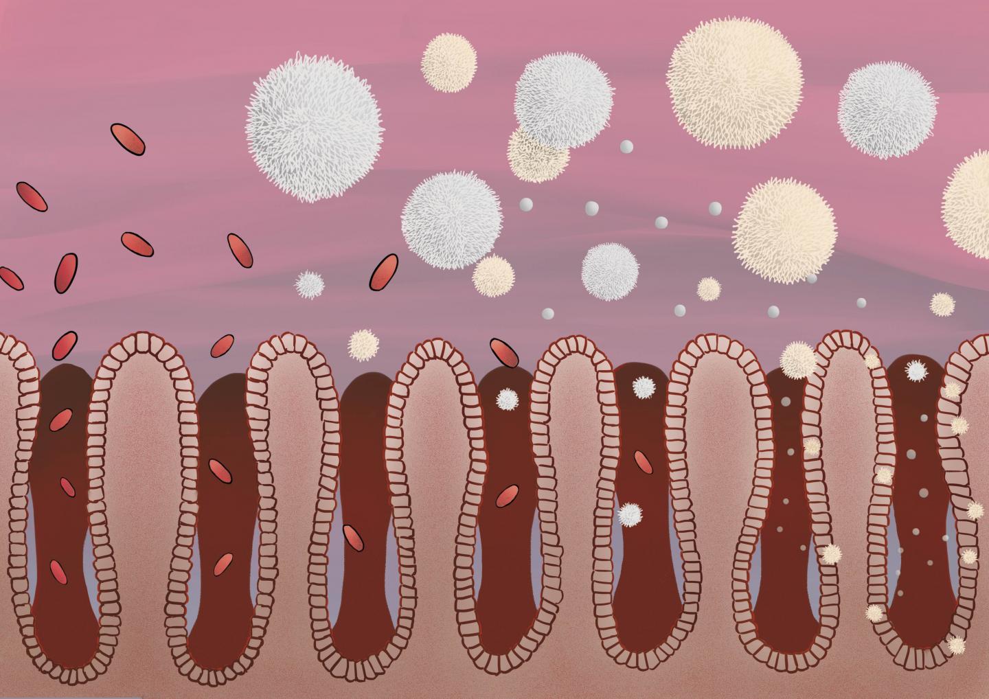 Resident T-Cells in the Intestine