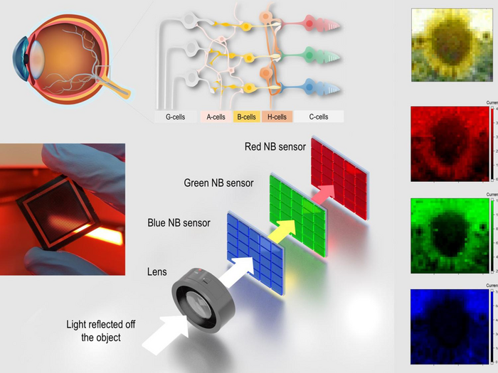 perovskite photodetectors