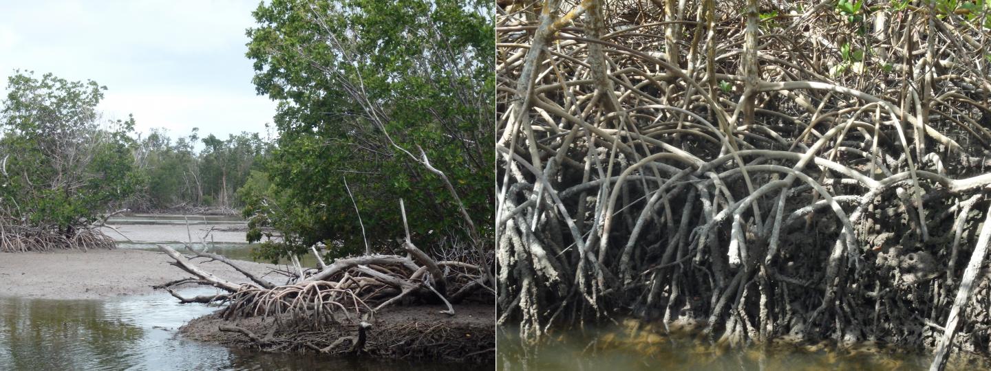 Mangroves and Mudflats