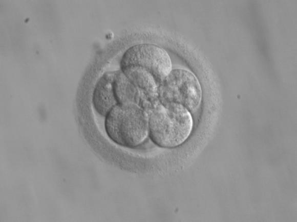 Embryo in Waiting