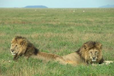 Lions in the Serengeti National Park, Tanzania