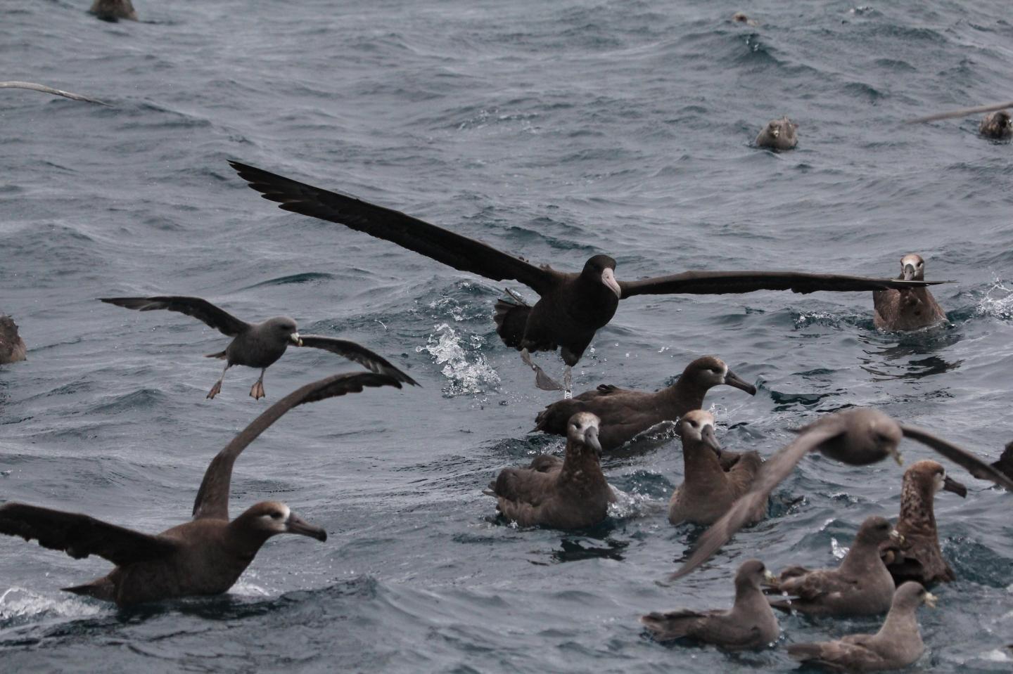 Short-tailed albatross