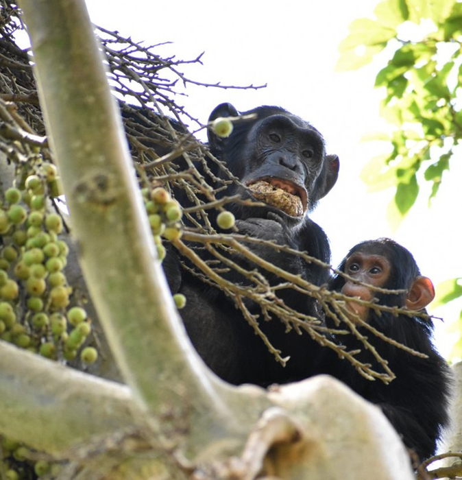 Chimpanzee in Uganda eating figs