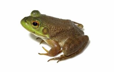 Amphibians Infected by Ranavirus