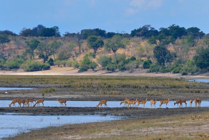 Chobe River Flood Plain