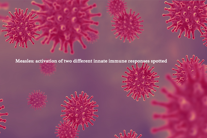 Measles: activation of two different innate immune responses spotted