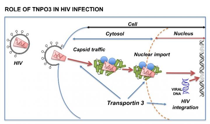 Mutation that Causes Rare Muscle Disease Protects against HIV-1 Infection