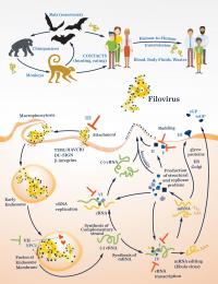 Filovirus life cycle