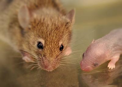 Mice Develop Key Brain Circuits after Birth