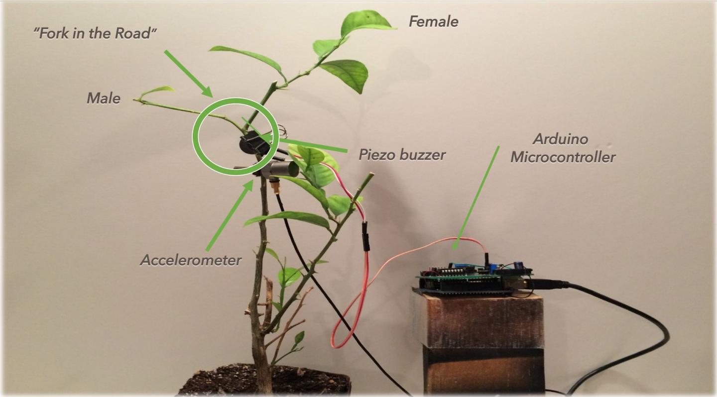 In-Lab Setup of the Mimicry Device