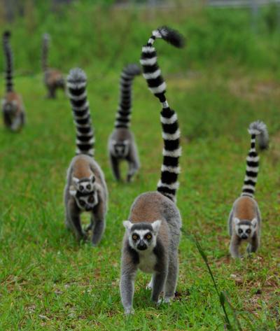 Ring-Tailed Lemurs