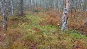 Lateral expansion of Sphagnum mosses over mineral soil forest