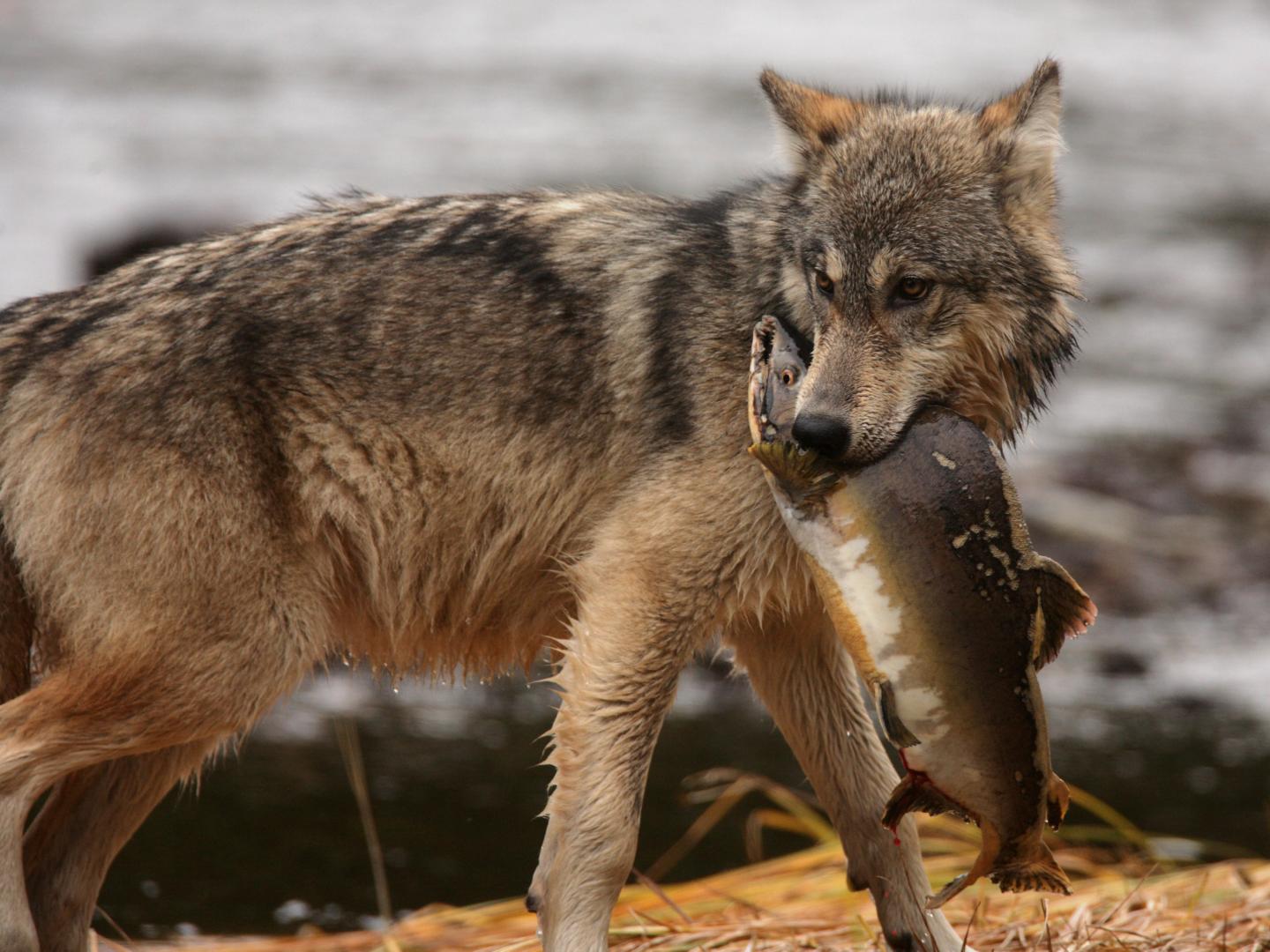 Wolf Hunting Salmon