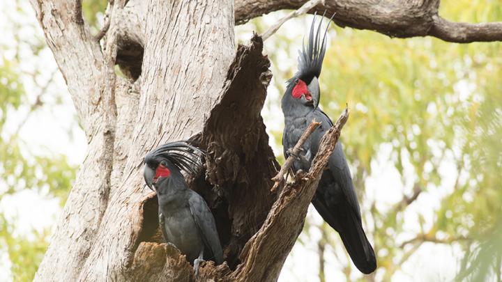 Palm Cockatoo