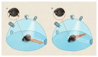 South African Dung Beetles Were Tested