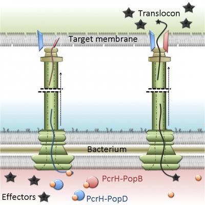 Cartoon of the Type III Secretion System and Translocon
