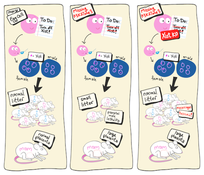 Miscarriage rescue in mice