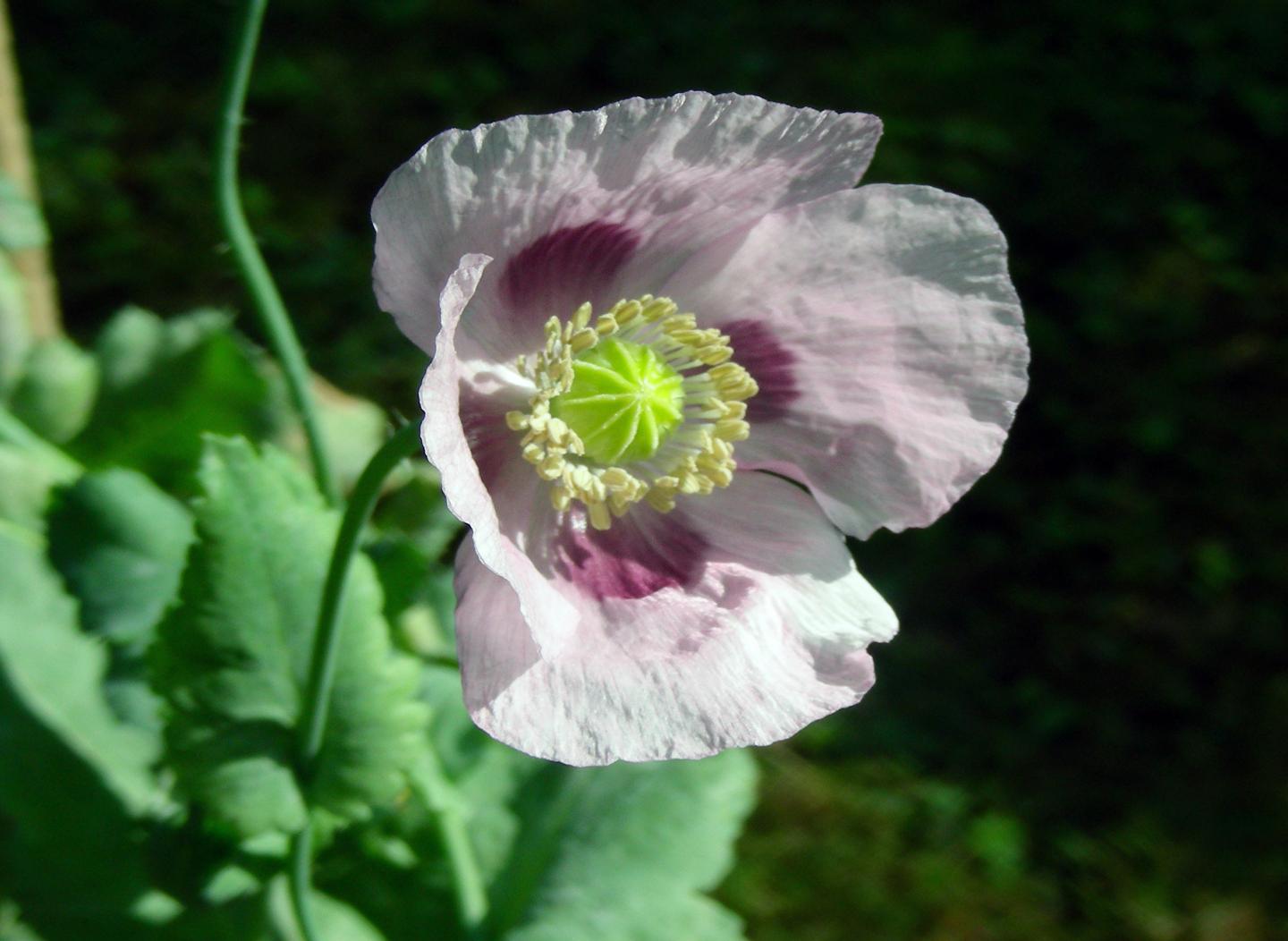 <i>Papaver somniferum</i>