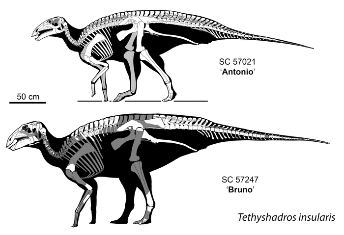 Skeletal reconstructions of "Antonio" and "Bruno"