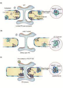 A proposed model showing that PDLP7 facilitates PD opening or closure via callose degradation.