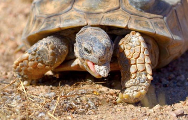 The Mojave Desert Tortoise