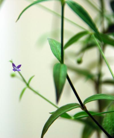 <i>O. affinis</i> Dlower