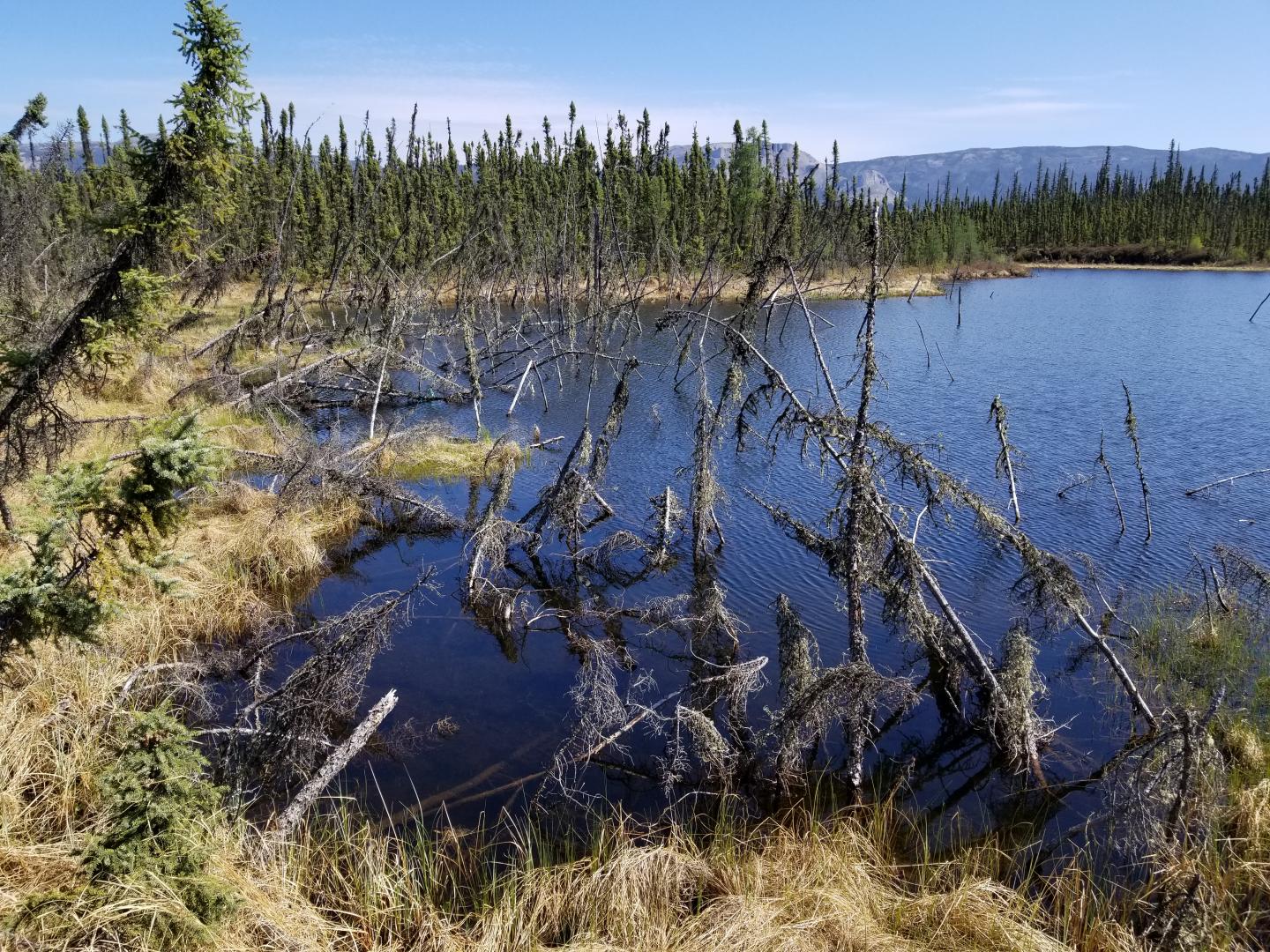 Trees in Permafrost Lake