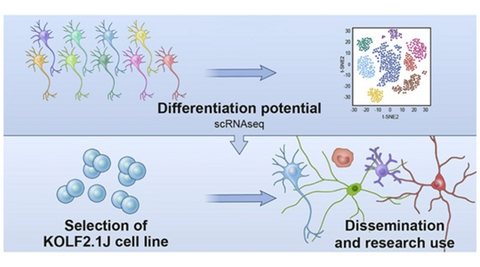 Selection of cell line