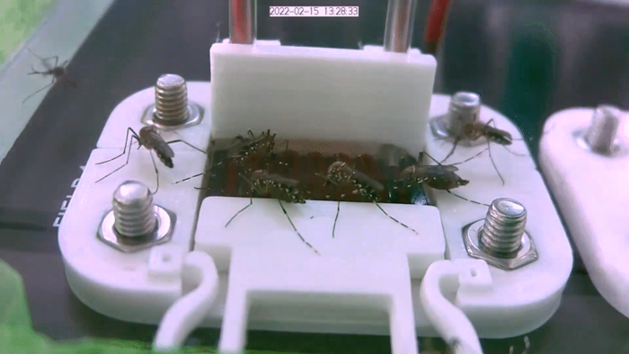 Mosquitoes feed on synthetic skin at Tulane University