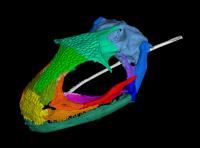 'Mint Condition' Fossil Skull Sheds New Light on Albanerpetontids