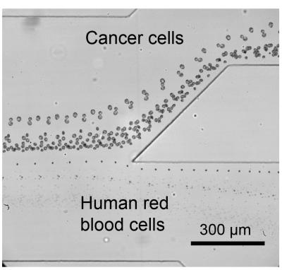 End Portion of Separation Stream