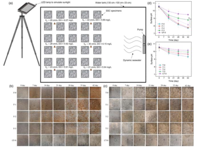 PolyU researchers introduce biomineralisation as a sustainable strategy against microbial corrosion in marine concrete