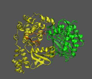 atomic structure of KIN10 and GRIK1 showing flexible loop that enables interaction