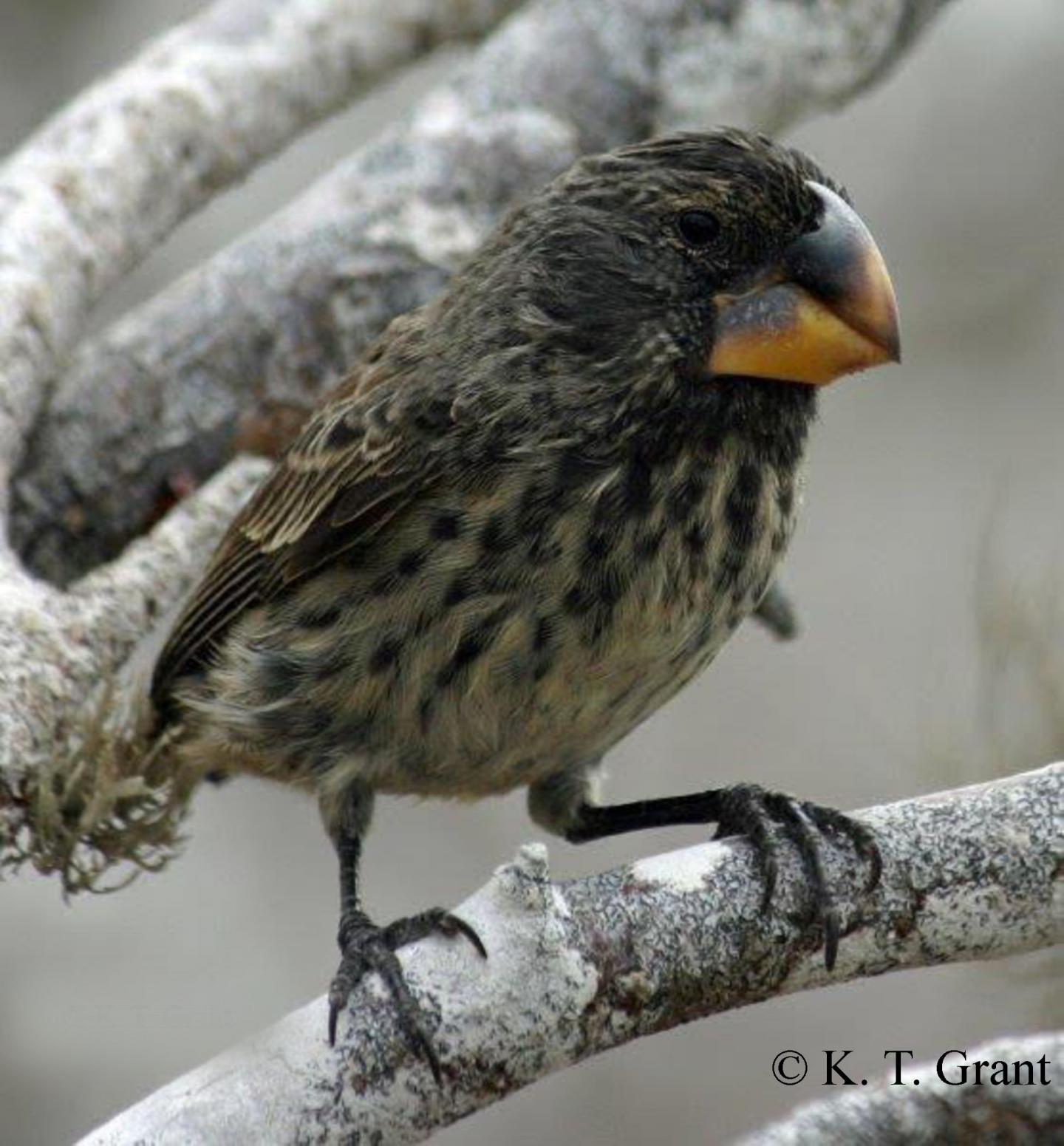 Genomic Analysis of Finches Identifies Genetic Locus Associated with Beak Size (1 of 3)