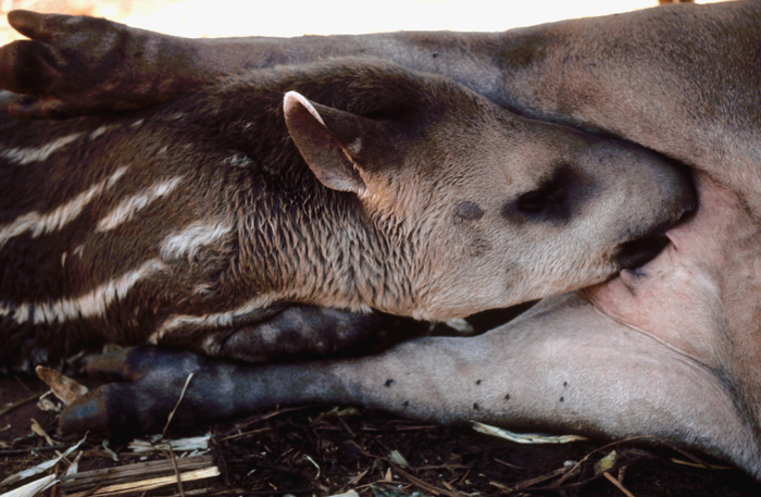 Lowland tapir