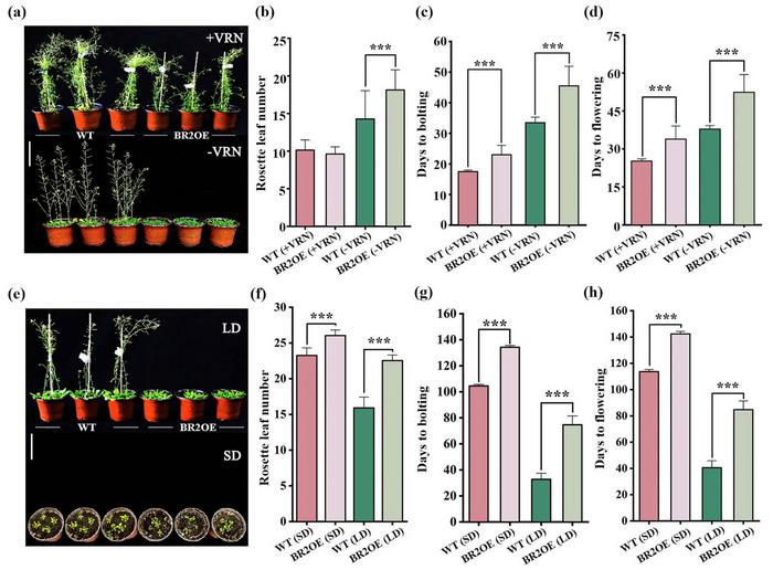 Flowering time of 'BR2OE' plants under different vernalization and photoperiod treatments.