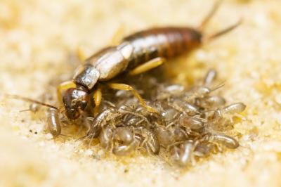 A Female European Earwig (<i>Forficula auricularia</i>) with Her Young