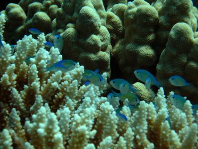 Tropical Damselfish